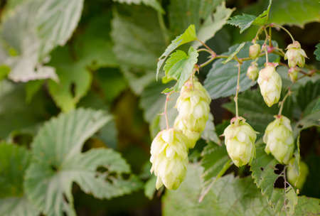 a ripe green hops