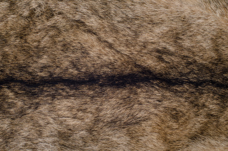 animal nature fur