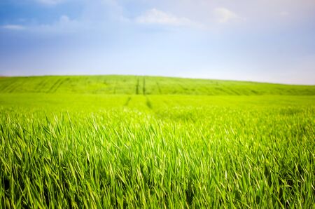 footpath in a green wheat field