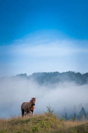 horse grazing in a pastureの写真素材