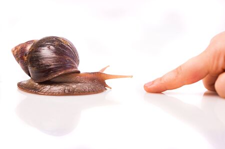snail on a white backgroundの写真素材
