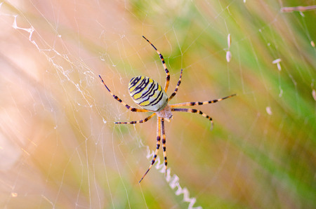 spider on the spiderwebの写真素材