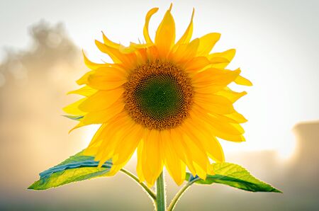yellow sunflower on the fieldの写真素材