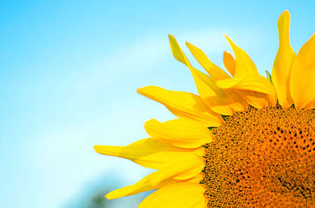 yellow sunflower on the blue sky