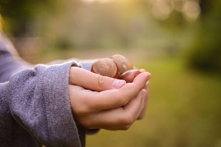 brown chestnuts in handsの写真素材