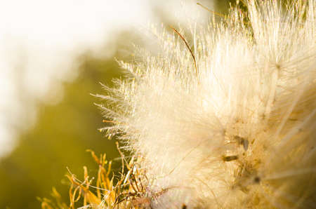 grass illuminated by the sunの写真素材