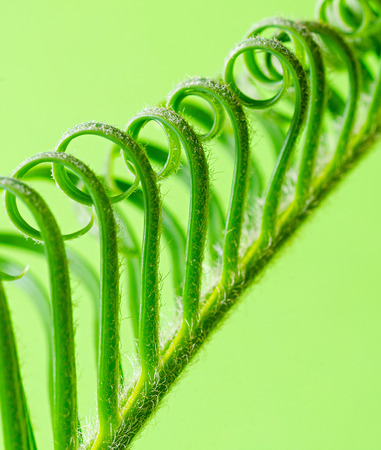 curls escaping the plant on a green background, cycasの写真素材