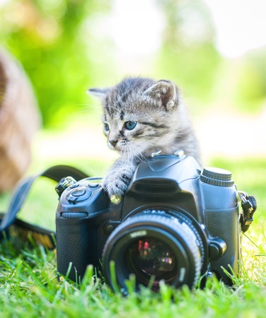 white kitten with noname cameraの写真素材