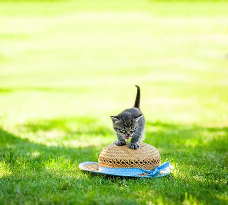 Little kitten on a hatの写真素材