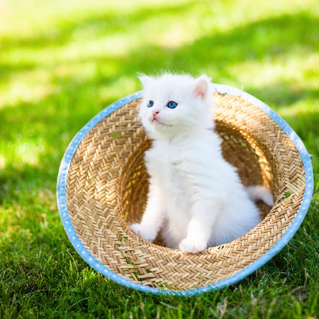 Little kitten in a hat on the grass,の写真素材