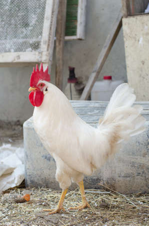 White cock in the village yardの写真素材