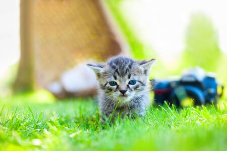 gray kitten walking on the grassの写真素材