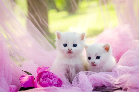white two kitten on the pink background with flowersの写真素材