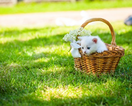 Little white kitten in a basket on the grass,の写真素材