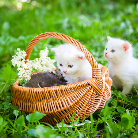Little kitten in a basket on the grass,の写真素材