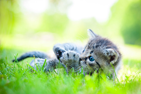 gray kitten walking on the grassの写真素材