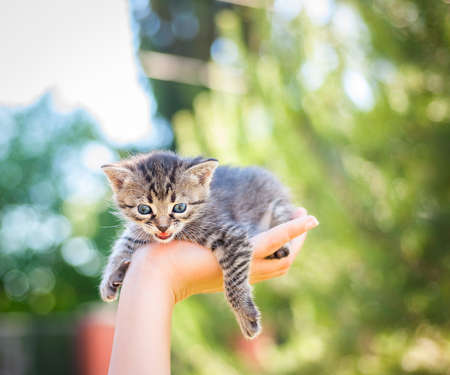 Little kitten in a handの写真素材