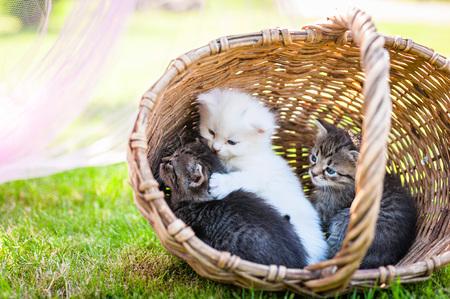 Little kitten in a basket on the grass,の写真素材