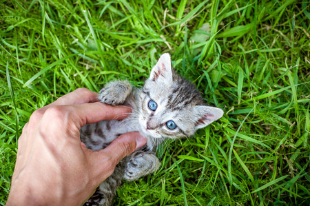 Hand playing with a little kitten on the green grassの写真素材