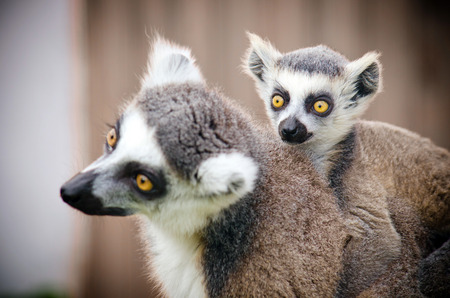 a little lemur sits on mother, look