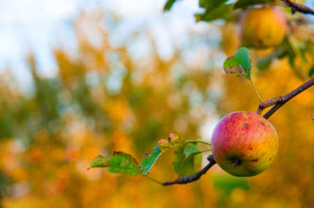 red apples on a tree with  sunlight backgroundの写真素材