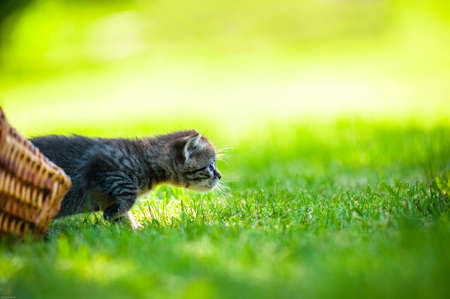 Cute little meowing kitten in the gardenの写真素材