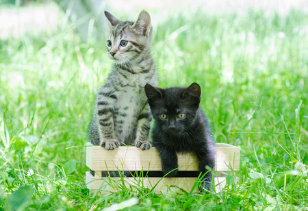 two small gray and black kitten in wooden box, on the grass, outdoorの写真素材