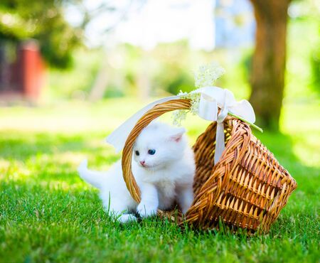 little white kitten in a basket on the grassの写真素材
