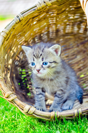 Little kitten in a basket on the grass,の写真素材