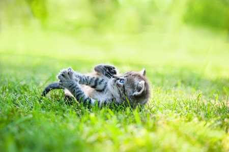 gray kitten with blue eyes walking on the grass in sunny dayの写真素材