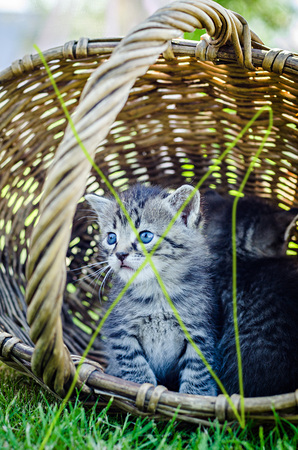 Little kitten in a basket on the grass,の写真素材