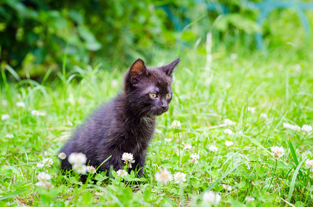 small black kitten on the grass, outdoorの写真素材