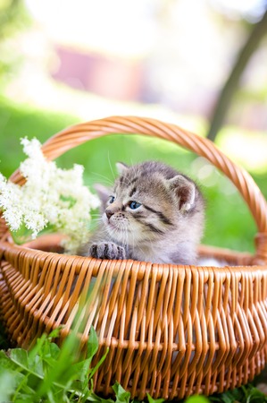 Little gray kitten in a basket on the grass,の写真素材