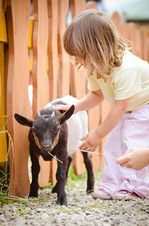 a little girl petting a goat, outdoorの写真素材