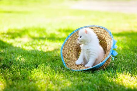 Little kitten in a hat on the grass, sunlightの写真素材