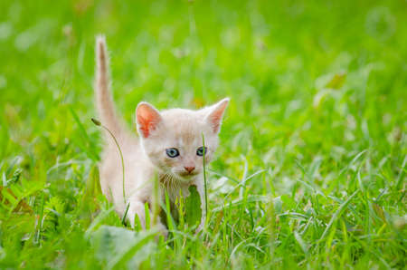 white kitten walking on the grass in parkの写真素材