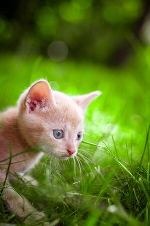 white kitten walking on the grass in parkの写真素材