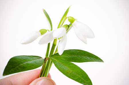 a snowdrop in hand on white backgroundの写真素材