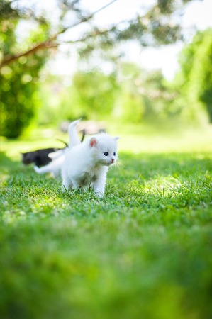 group of kitten walking on the grassの写真素材