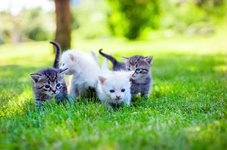 group of little kitten in a basket on the grassの写真素材