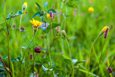 green meadow with a gress and wildflowersの写真素材