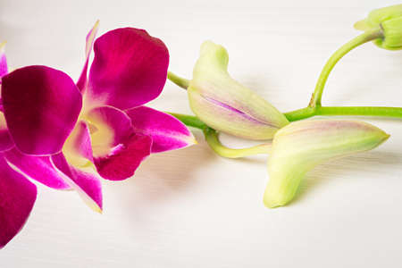 Branch purple orchid isolated on white backgroundの写真素材