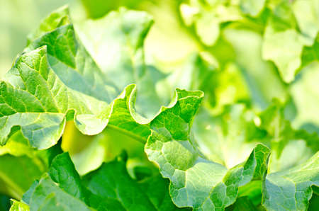 Growing lettuce in rows in the vegetable garden