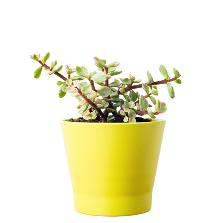 Portulacaria Afra : cactus a kind of succulent in  ceramic potの写真素材