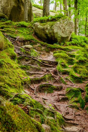 roots of an old tree in the forestの写真素材