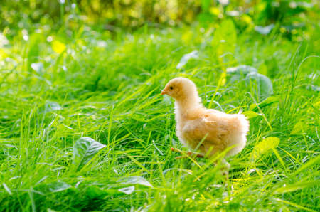a little chickens on a grass, outdoorの写真素材