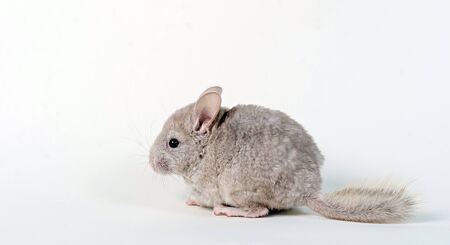 Gray small  chinchilla on a clear backgroundの写真素材