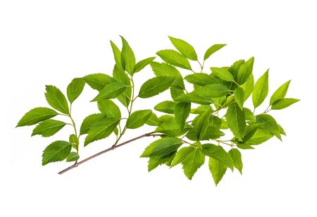 branch with green leaves isolated on white background