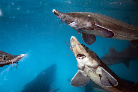 Sturgeon underwater in the aquarium on fishmarketの写真素材
