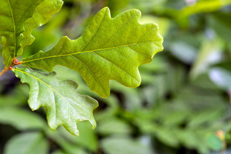 green oak leaves. Beautiful green background with oak leaves